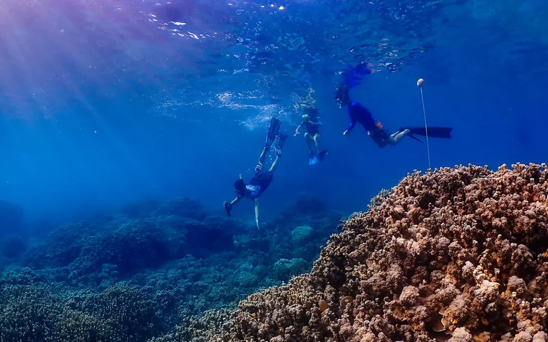 Connected by the reef -Te firi a’au